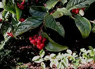 Bulet dværgmispel (Cotoneaster bullatus)har iøjnefaldende bær.
