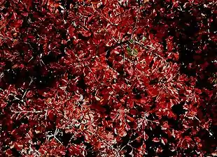 Tidlig Dværgmispel har smuk høstfarve - som de fleste i slægten.