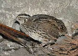 Vagtel, Coturnix coturnix