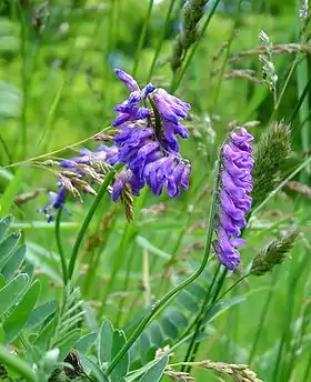 Musevikke (Vicia cracca)