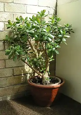 Paradistræ (Crassula ovata).