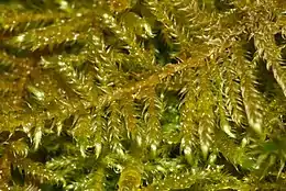 Grøn Eremitmos Cratoneuron filicinum