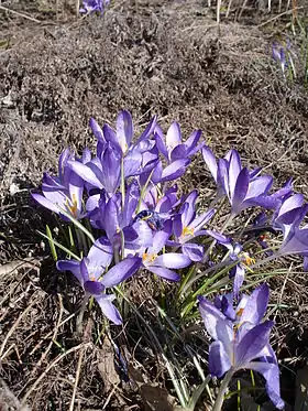 Snekrokus (Crocus tommasinianus)Foto: Ulf Eliasson