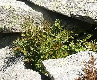 Persillebregne (Cryptogramma crispa)