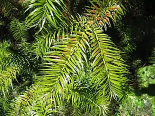 Gren af Cunninghamia lanceolata