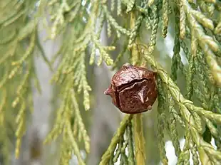 Nutkacypres (Callitropsis nootkatensis)Foto: Walter Siegmund