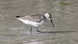 Foto: Ken Billington