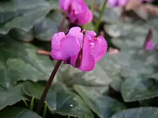 Tidlig alpeviol (Cyclamen coum)Foto: Réginald Hulhoven
