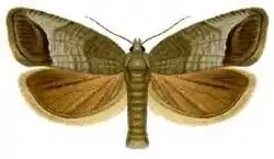 Æblevikler (Cydia pomonella)