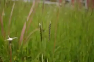 Almindelig Kamgræs (Cynosurus cristatus).
