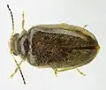Cyphon coarctatus