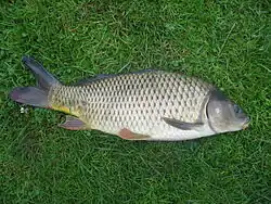 Karpe, Cyprinus carpio