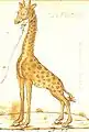 En giraf - tegning af Cyriacus