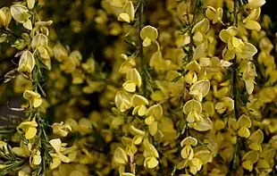 Vår-Gyvel har en pragtfuld,helt kompakt blomstring.