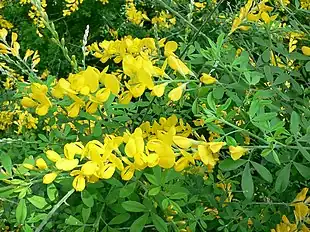 Stuevisse (Genista stenopetala)>Foto: Mark Pellegrini
