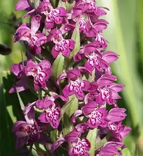 Majgøgeurt (Dactylorhiza majalis).