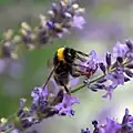 Humlebi på en lavendel.