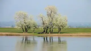 Donaufloden ved Oltenița