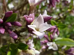 Daphne tanguticaFoto: Magnus Manske