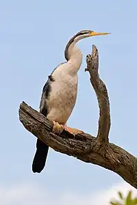 Australsk slangehalsfugl, Anhinga novaehollandiae