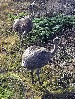 Lille nandu (Rhea pennata).Foto: Franz Xaver, 2004
