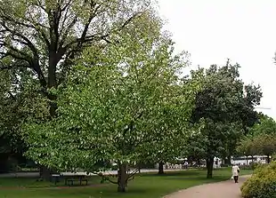 Duetræ (Davidia involucrata).