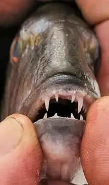 Tandbrasens typiske tænder.