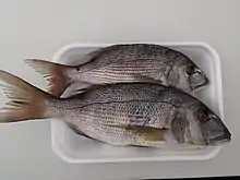 Tandbrasen fra siden.