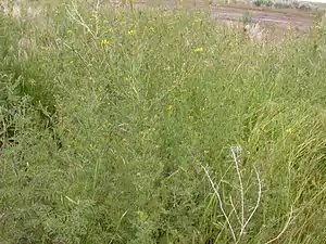 Finbladet Vejsennep (Descurainia sophia)