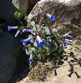 Klokkehonningurt (Phacelia campanularia)