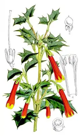 Desfontainia spinosa