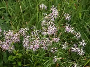 Strandnellike (Dianthus superbus)Foto: Bernd Haynold