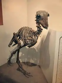 Et skelet af en Gastornis-fugl