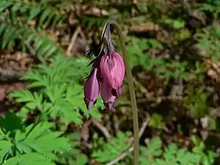 Småhjerte (Dicentra formosa) Foto: Walter Siegmund