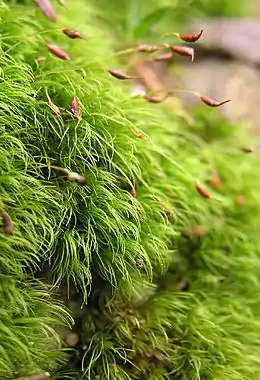 Alm. Fløjlsmos Dicranella heteromalla