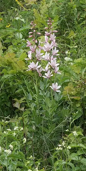Hvid diktam (Dictamnus albus)Foto: Bernd Haynold