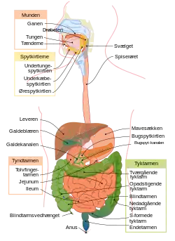 Fordøjelsen fra mund til anus.
