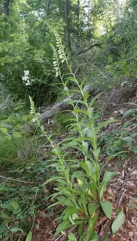 Gul fingerbøl (Digitalis lutea)Foto: Bernd Haynold.
