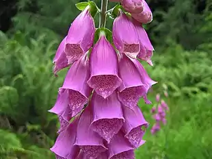 Almindelig fingerbøl (Digitalis purpurea) Foto: Tim Bekaert