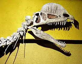 Dilophosaurus kranie