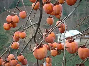 Kakifrugter (begge billeder er fra november)Foto: Karduelis