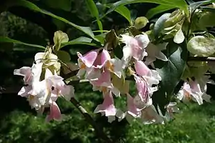 Skjold-dipelta (Dipelta floribunda) Foto: Daderot