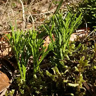 Diphasiastrum complanatum