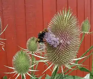 Ægte Kartebolle (Dipsacus sativus).