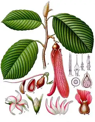 Dipterocarpus retusus, Köhler's Medizinal-Pflanzen (1897)