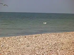 "Turtle Beach" (2013)