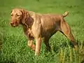 Vizla