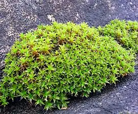 Taghårstjerne (Syntrichia ruralis)Foto: Darkone