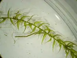 Kærseglmos Drepanocladus aduncus