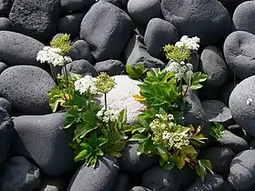 Skotsk Lostilk fotograferet på en strand på Island.